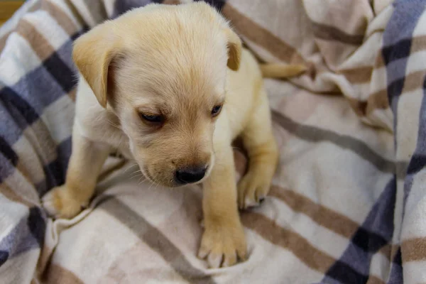 Kis Aranyos Labrador Retriever Kiskutya Egy Kockás — Stock Fotó