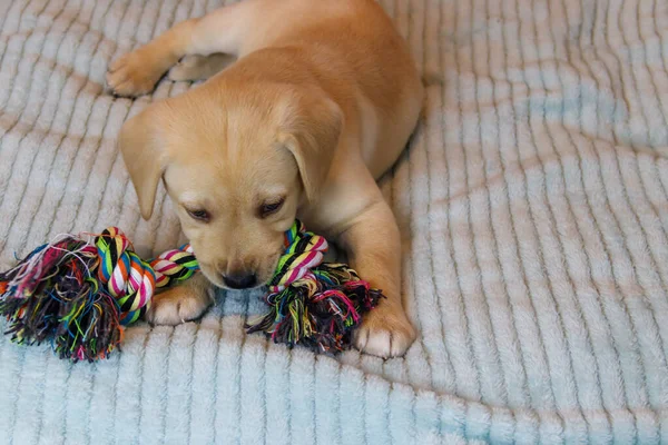 Labrador Retriever Szczeniak Bawi Się Kolorowe Zabawki Liny — Zdjęcie stockowe