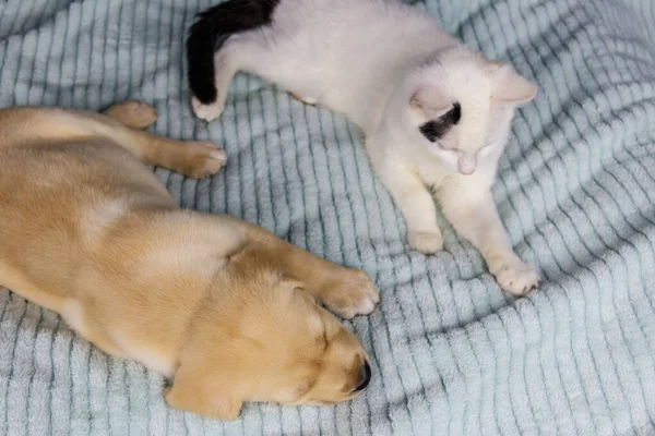 귀여운 러브라도 리트리버 강아지와 침대에 고양이입니다 — 스톡 사진