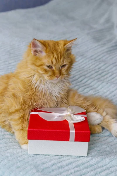 Gato Gengibre Com Caixa Presente Uma Cama — Fotografia de Stock