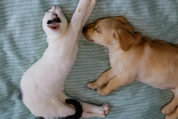 Pequeño Lindo Perro Labrador Retriever Cachorro Gato Joven Una Cama — Foto de Stock