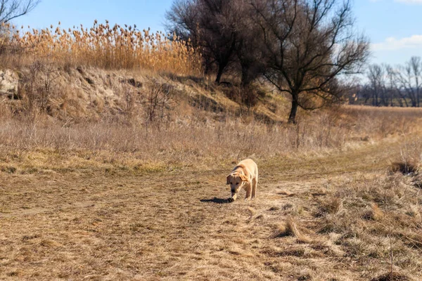 Aranyos Labrador Retriever Kiskutya Fut Réten — Stock Fotó