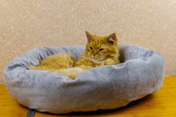 Zázvor Kočka Ležící Jeho Měkké Útulné Kočičí Posteli — Stock fotografie