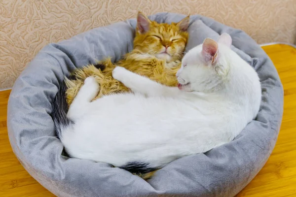 Dvě Kočky Ležící Své Měkké Útulné Kočičí Posteli — Stock fotografie