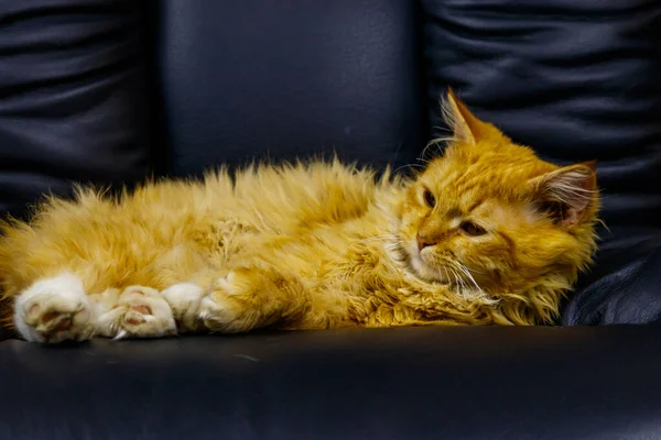 Ginger Kočka Ležící Černém Koženém Křesle — Stock fotografie