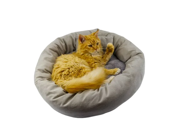 Gyömbér Macska Fekvő Kényelmes Kisállat Ágy Elszigetelt Fehér Háttér — Stock Fotó
