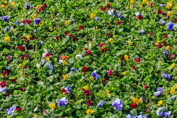 Parterre Flores Multicolores Viola Tricolor — Foto de Stock