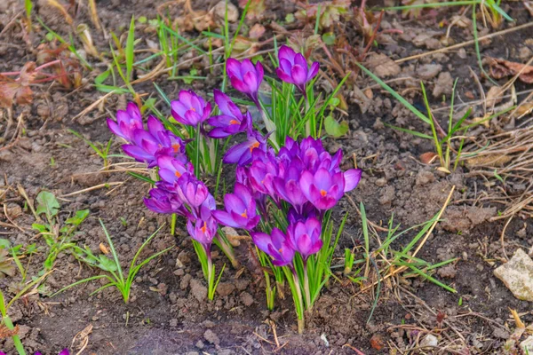 Fioletowe Kwiaty Krokusa Ogrodzie Wiosnę — Zdjęcie stockowe