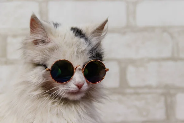 Retrato Hermoso Gato Esponjoso Lindo Con Gafas Sol —  Fotos de Stock