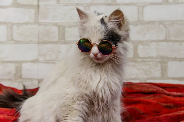 Retrato Hermoso Gato Esponjoso Lindo Con Gafas Sol — Foto de Stock