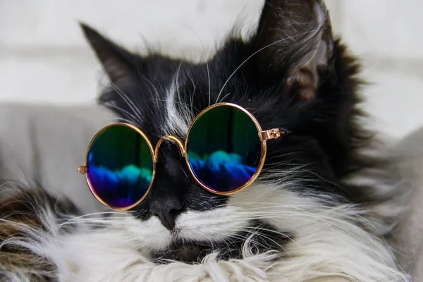 Retrato Hermoso Gato Esponjoso Lindo Con Gafas Sol —  Fotos de Stock