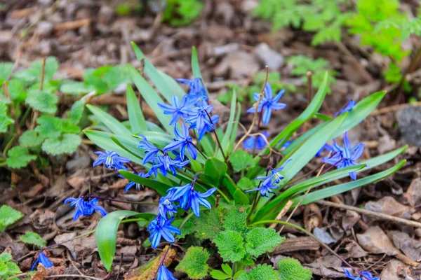 Синие Циллы Scilla Siberica Сибирский Сквилль Первые Весенние Цветы — стоковое фото