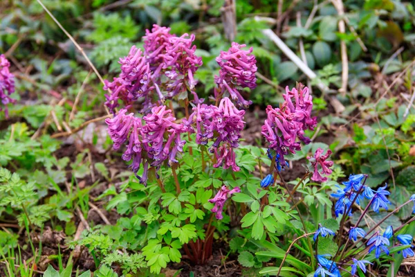 Lila Corydalis Virágok Erdőben Tavasszal — Stock Fotó