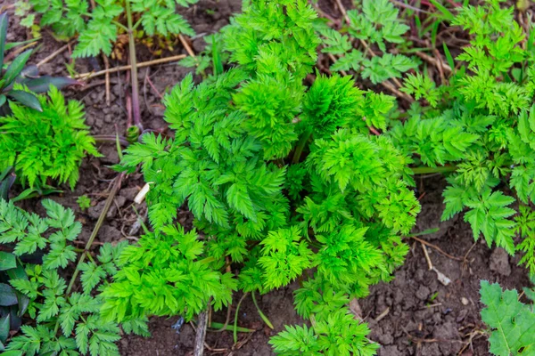 Yeşil Baldıran Otu Benekli Bitkiler Conium Maculatum — Stok fotoğraf