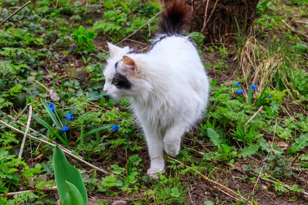 Cute Kot Zielonej Trawie Łące — Zdjęcie stockowe