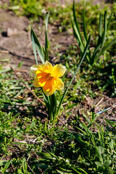 Жовта Квітка Нарциса Саду Красивий Нарцис Клумбі — стокове фото