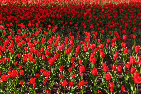 Grande Aiuola Tulipani Rossi Nel Parco Primavera — Foto Stock