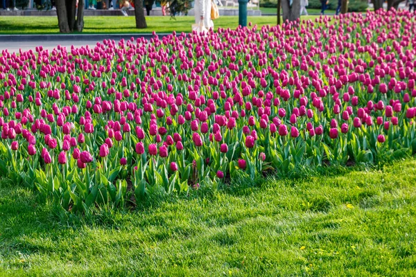 Grande Aiuola Tulipani Viola Nel Parco Primavera — Foto Stock