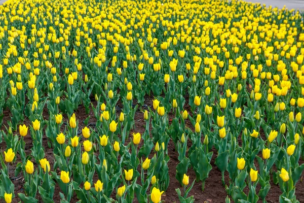 Grande Aiuola Tulipani Gialli Nel Parco Primavera — Foto Stock