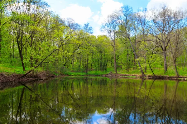 Yeşil bir ormanda güzel bir göl manzarası