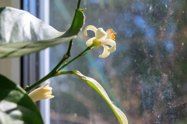 Blooming Lemon Tree Windowsill Apartment — Stock Photo, Image