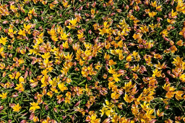 Ανθισμένες Κίτρινες Τουλίπες Tulipa Tarda Tulipa Dasystemon Παρτέρι Στον Κήπο — Φωτογραφία Αρχείου