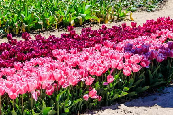 Grande Aiuola Bellissimi Tulipani Nel Parco Primavera — Foto Stock