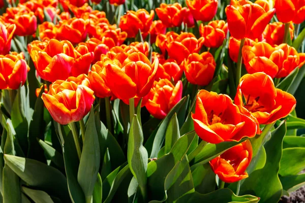 Grande Aiuola Bellissimi Tulipani Nel Parco Primavera — Foto Stock