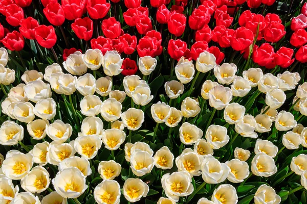 Bellissimi Tulipani Nel Parco Primavera — Foto Stock