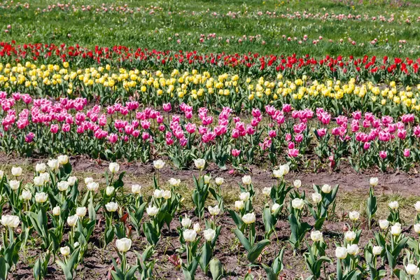 Bellissimi Tulipani Multicolori Parco Fiori Primavera — Foto Stock