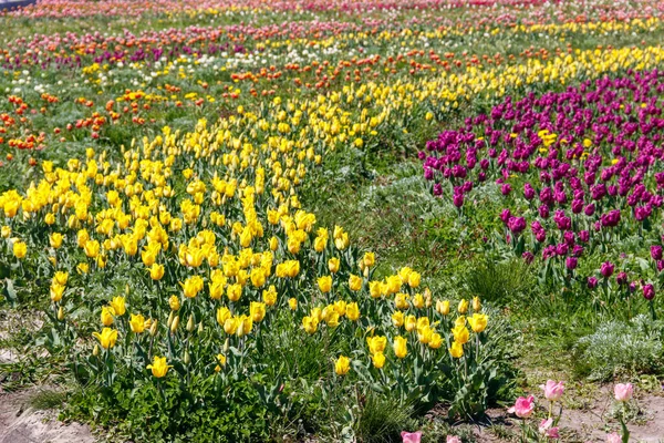 Bellissimi Tulipani Multicolori Parco Fiori Primavera — Foto Stock