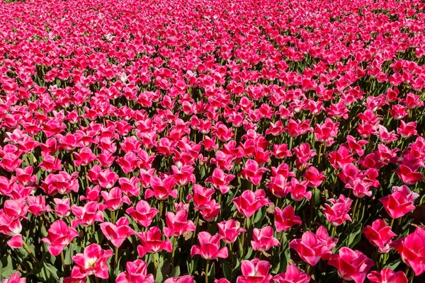 Grande Aiuola Tulipani Rosa Nel Parco Primavera — Foto Stock