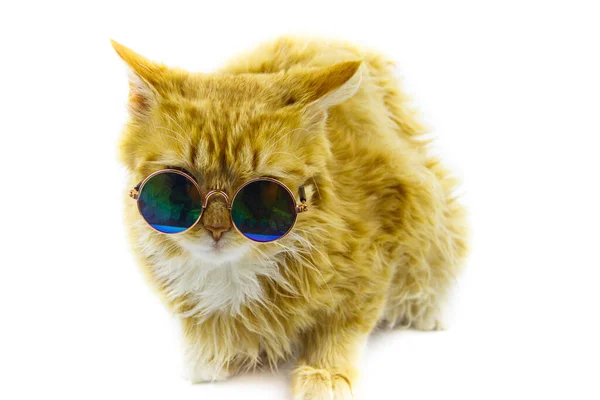 Porträtt Vacker Söt Fluffig Ingefära Katt Bär Solglasögon Vit Bakgrund — Stockfoto