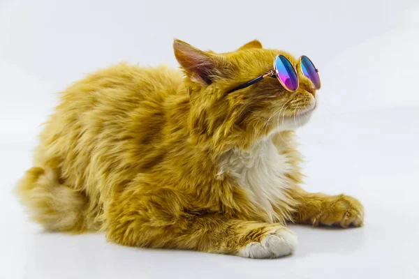 Portrait Beautiful Cute Fluffy Ginger Cat Wearing Sunglasses White Background — Stock Photo, Image