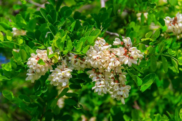 아카시아 꽃봉오리 Robinia Pseudoacacia 아카시아 나무의 — 스톡 사진