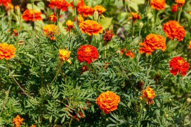 Flowerbed üzerinde Meksika marigolds (Tagetes erecta, Aztek kadife çiçeği)