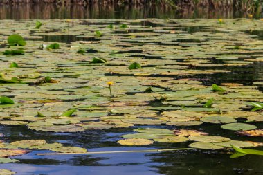 Sarı su çiçeği (Nuphar Lutea) Gölü