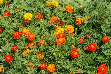 Flowerbed üzerinde Meksika marigolds (Tagetes erecta, Aztek kadife çiçeği)