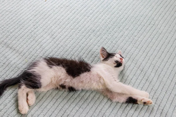 Schöne Katze Auf Einem Bett Hause — Stockfoto