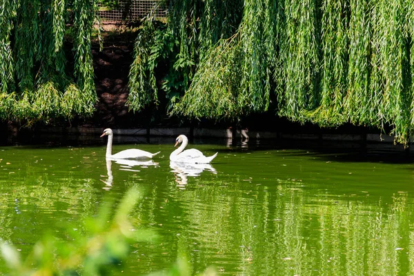 Пара Белых Лебедей Купающихся Озере — стоковое фото