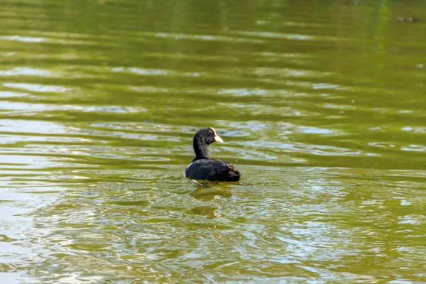 Morue Eurasienne Fulica Atra Dans Lac — Photo