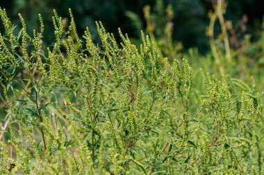 Ragweed bitkileri (Ambrosia artemisiifolia) alerjiye yol açar