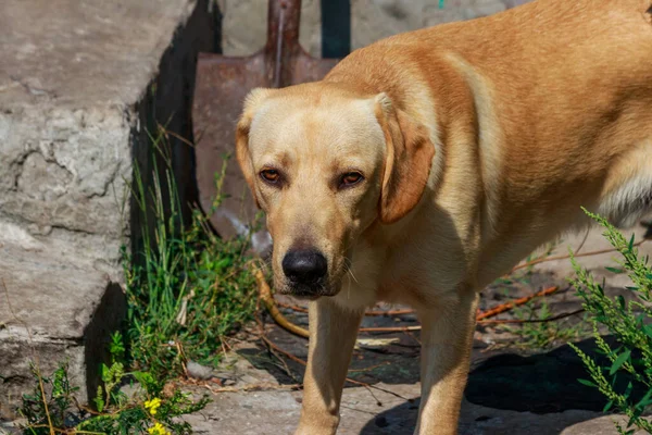 Retrato Bonito Jovem Labrador Retriever — Fotografia de Stock