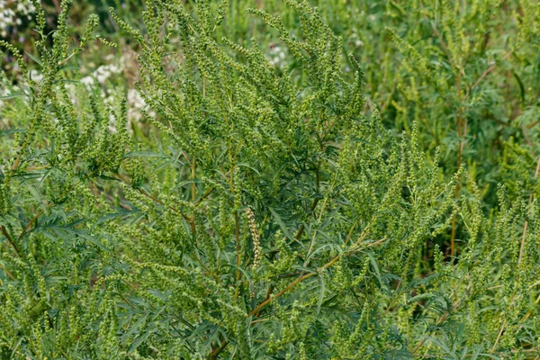 Ragweed Bitkileri Ambrosia Artemisiifolia Alerjiye Yol Açar — Stok fotoğraf