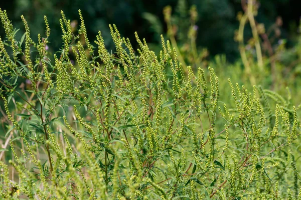 Rośliny Chwastów Ambrosia Artemisiifolia Powodujące Uczulenie — Zdjęcie stockowe