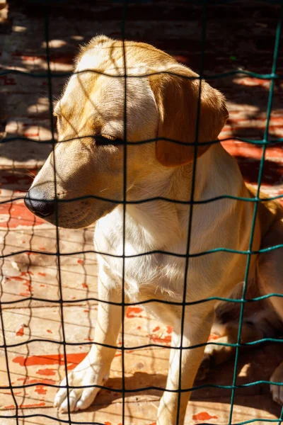 Labrador Retriever Kutya Ketrecben — Stock Fotó