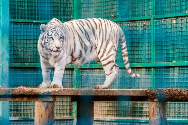 Portrait Tigre Blanc Panthera Tigris — Photo