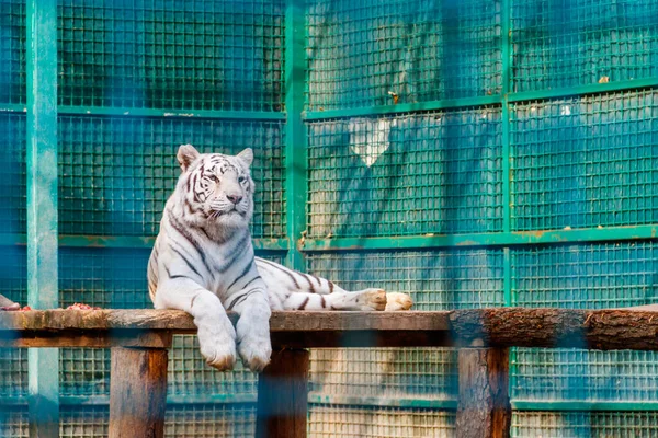 Porträt Des Weißen Tigers Panthera Tigris — Stockfoto