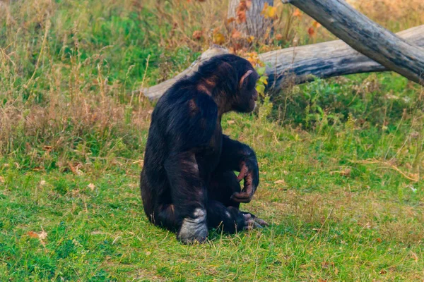 침팬지 — 스톡 사진