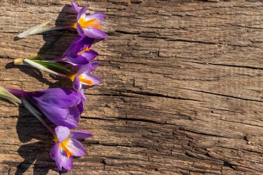 Kırsal ahşap arka planda mor kır çiçekleri. Bahar çiçekleri. Sevgililer Günü, Kadınlar Günü ve Anneler Günü için tebrik kartı. Üst görünüm, alanı kopyala